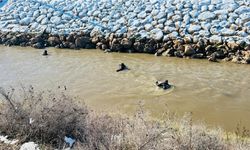 Şanlıurfa’da Tahliye Kanalına Devrilen Otomobilde Kayıp Sürücü Aranıyor!