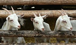 Ceylanpınar Tarım İşletmesi 4 yıllık keçi sütü satış ihalesi yapacak!