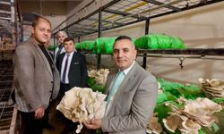 Viranşehir’de Eğitim Üretiyor: Öğrenciler İstiridye Mantarı Hasat Etti