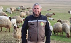 Ceylanpınar Tarım İşletmesi’nde 60 Bin İvesi Kuzu Dünyaya Geldi!