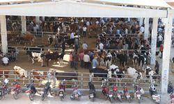 Şanlıurfa Canlı Hayvan Borsası’nda Gerginlik Sağduyu ile Aşıldı
