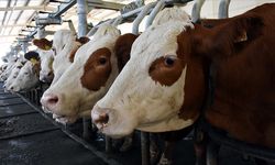 2026 Yılı Besilik Hayvan İthalatı Başvuruları Başlıyor