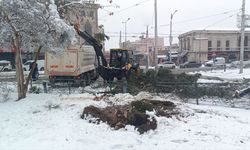 Şanlıurfa’da Yoğun Kar Yağışı: Ağaçlar Kökünden Söktü