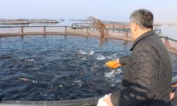 Şanlıurfa’da Balıkçılık Sektöründe 5 Milyon Dolarlık İhracat