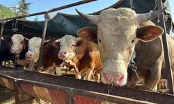 2026 Besilik Hayvan İthalatı Başvuruları 12 Ocak’ta Başlıyor!