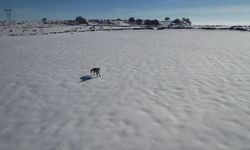 Siverek’te Kar Üzerinde Tilki ile Dronun Eğlenceli Kovalamacası!