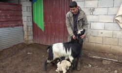 Gaziantep’te Annesiz Kalan Kuzuya Keçiler Annelik Yapıyor!