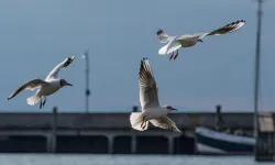 İnsanlar Neden Genellikle Uçamayan Kuşları Tüketir?