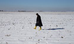 Şanlıurfa Ovası Beyaza Büründü, Çiftçinin Yüzü Güldü