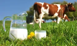 Süt Üretiminde Kasım Ayı Rakamları Belli Oldu!