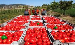 Türkiye 51 Ülkeye Domates Sattı: İlk Sırada Romanya