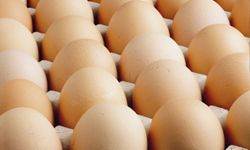 Türkiye’de Yumurta Üretimi 1,26 Milyar Adet Azaldı