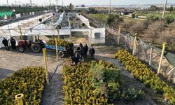 Şanlıurfa’da “Yeşil Bir Urfa” Seferberliği Sürüyor