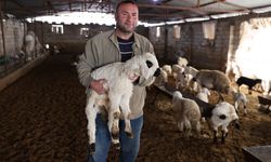 Şanlıurfa'da Devlet Desteğiyle Sürüsünü Büyüttü