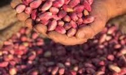 Kalitesiyle Dünya Markası Şanlıurfa Fıstığı Alarm Veriyor!