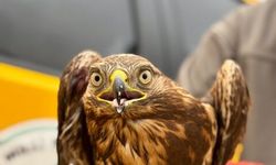 Şanlıurfa’da Kızıl Şahin İçin Hayat Kurtaran Operasyon!