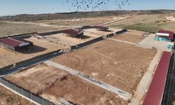 Şanlıurfa’da Sahipsiz Hayvan Çalışmalarında Hedefe Ulaşıldı