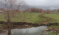 Şanlıurfa’da Yağışlar Tarım Ve Hayvancılığa Can Suyu Oldu!