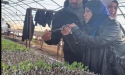 Şanlıurfa Tarım ve Orman İl Müdürlüğü’nden zeytin üretimine teknik destek