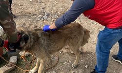 Hilvan’da 276 Sahipli Köpeğe Aşı ve Çip Uygulaması