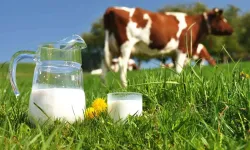 Türkiye’de Süt Üretiminde Dikkat Çeken Artış