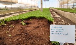 Akçakale Seralarında Şanlıurfa Büyükşehir’den Büyük Üretim!