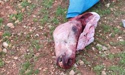 Şanlıurfa’da Çuvaldan Kesilmiş At Başı Çıktı!