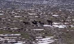 Karacadağ’ın Yaylaları Yılkı Atlarına Ev Sahipliği Yapıyor