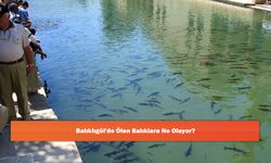 Balıklıgöl'de Ölen Balıklara Ne Oluyor?