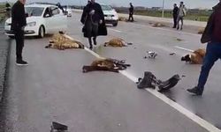 Siverek’te Araç Koyun Sürüsüne Çarptı: 10 Koyun Telef Oldu