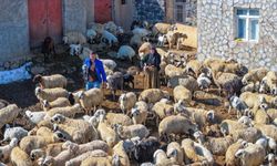 Mevsimsel Yağışlar Karacadağ’da Besicilerin Yüzünü Güldürdü