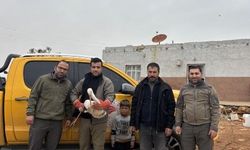 Şanlıurfa’da Yaralı Leylek Tedavi Altına Alındı