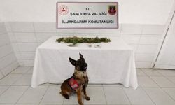 Şanlıurfa Birecik’te Narkotik Operasyonu: Kenevir Bitkisi ve Esrar Ele Geçirildi!