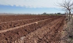 Şanlıurfa’da Parklar İçin 20 Bin Çınar Yetiştiriliyor!