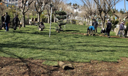 Şanlıurfa Eyyübiye’de Parklar Daha Yeşil ve Düzenli Hale Geliyor!