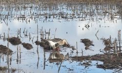 Şanlıurfa Suruç’ta Tarım Arazileri Büyük Zarar Gördü!
