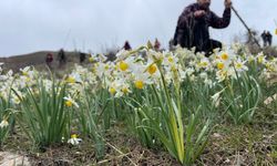 Şanlıurfa’da Yağmur Altında 10 Kilometrelik Yolculuk: Nergisler İçin Yürüdüler