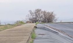 Şanlıurfa’da Yapay Gölete Düşen Çakal Kurtarıldı