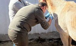 Şanlıurfa’da Tek Tırnaklı Hayvanlarda Afrika At Vebası Taraması yapılıyor