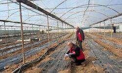 Şanlıurfa’da Pestisit Denetimleri Sıkılaşıyor