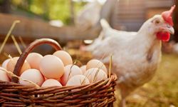 Türkiye’de Tavuk Eti Üretiminde Dikkat Çeken Düşüş!