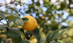 Türkiye’de Limon Üretici Fiyatları Tarihi Artış Gösterdi!