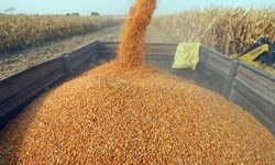 Ceylanpınar Tarım İşletmesi 13 Bin 511 Ton Dane Mısırı Açık Artırmayla Satacak