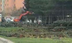 Şanlıurfa’da Ağaçlara Zarar Veren Belediye Personeli Görevden Uzaklaştırıldı
