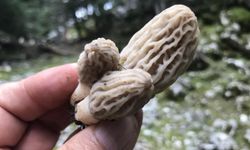 Toroslar'da "Kuzugöbeği mantarı" mesaisi başladı