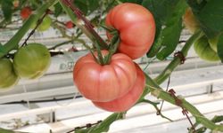 Akçakale’de iyi tarım uygulaması hasadı verdi: İstihdamda yeni kan