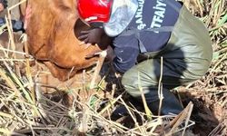 Akçakale’de Tahliye Kanalına Düşen 2 İnek Kurtarıldı