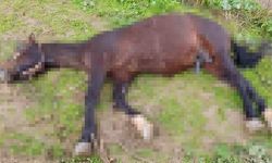 Şanlıurfa’da Yıldırım İsabet Eden At Telef Oldu