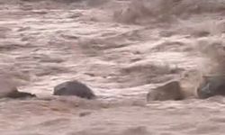 Şanlıurfa Siverek’te Sağanak Sele Dönüştü!