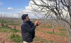 Şanlıurfa’da Fıstıkta Bereket Beklentisi: Karagöz Kurdu Verimi Düşürüyor